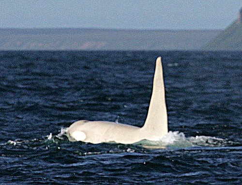 white-whale