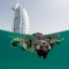 Dubai Turtle Rehabilitation Project