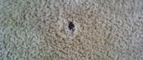 How to Repair Cigarette Burns in Carpet