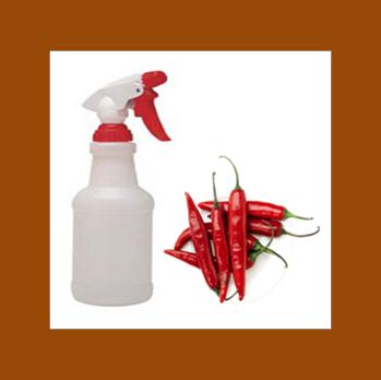 Make a Chilli Pepper Garden Spray