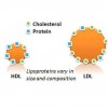 Lipoproteins