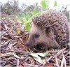 Encourage Hedgehogs to Your Garden
