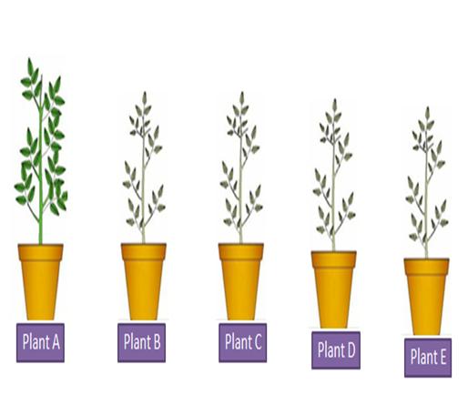 Effect of Detergent on Plant Growth