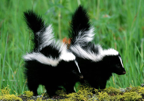 Skunks