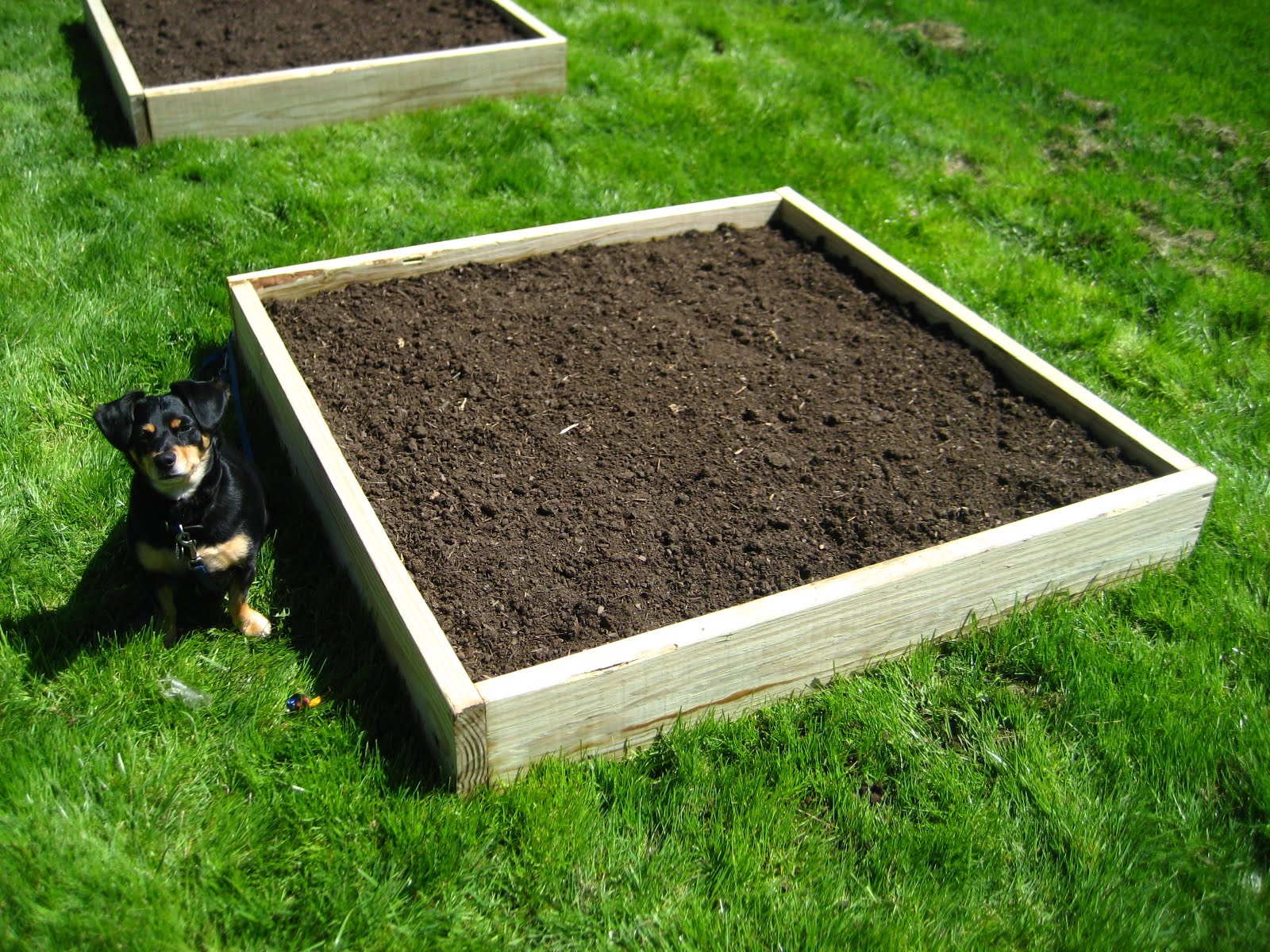 Earthworms in your garden