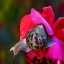 A Snail