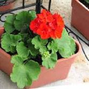 Geraniums in Pots