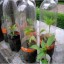 Build a Mini Greenhouse