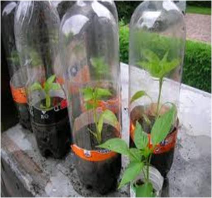 Build a Mini Greenhouse