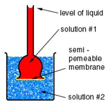 Osmosis Project