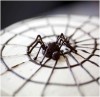 Spider Cake Decoration for Halloween