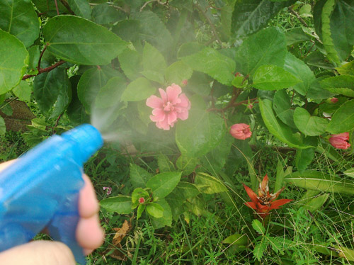 baking soda spray for garden