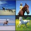 Horse Riding Adventures in Dubai Overview