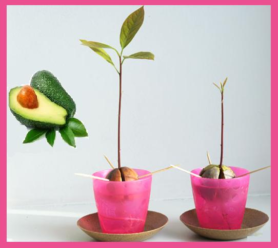 How to Grow an Avocado Tree