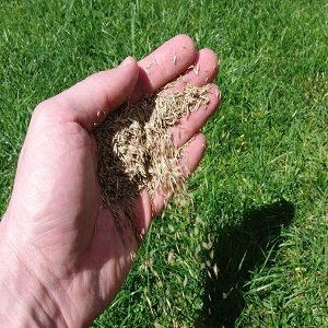 grassseed