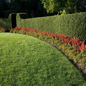 hedges with shrubs