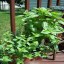 how-to-grow-an-herb-garden-7