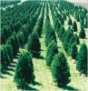 Christmas Tree Farm