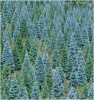 Color of Christmas Trees