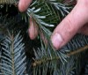 How to keep a Christmas tree fresh