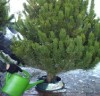 How to keep a Christmas tree fresh