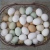 Bucket of Eggs