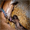 Delivery of Newborn Goat