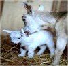 Doe Loving Newborn Goat