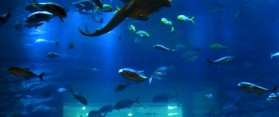Dubai Aquarium & Underwater Zoo
