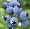 Eat Blueberries