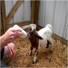 Feed Newborn Goat with Bottle