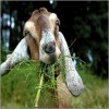 Feed Pet Goat
