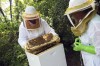 Contacting a Beekeeper