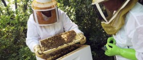 Contacting a Beekeeper