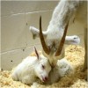 Happy Newborn Goat