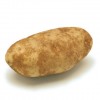 Russet potato