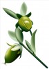 Jojoba oil