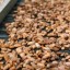 Drying Cocoa beans