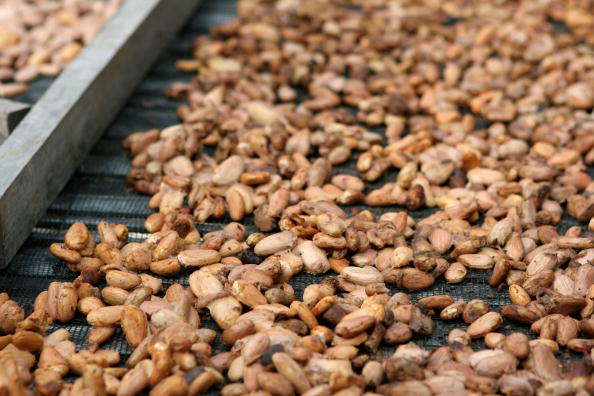Drying Cocoa beans