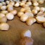 How To Toast Macadamia Nuts