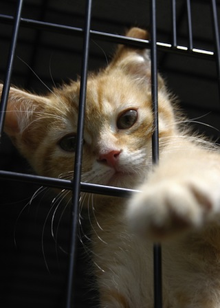 Cat at Petsmart