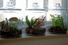 Terrarium containers