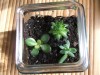 Soil layer in terrarium