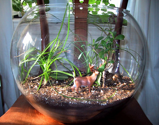 Terrarium