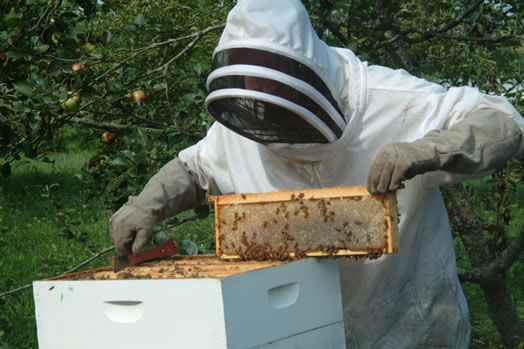 Beekeeper