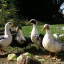 Breed Ducks on a Farm