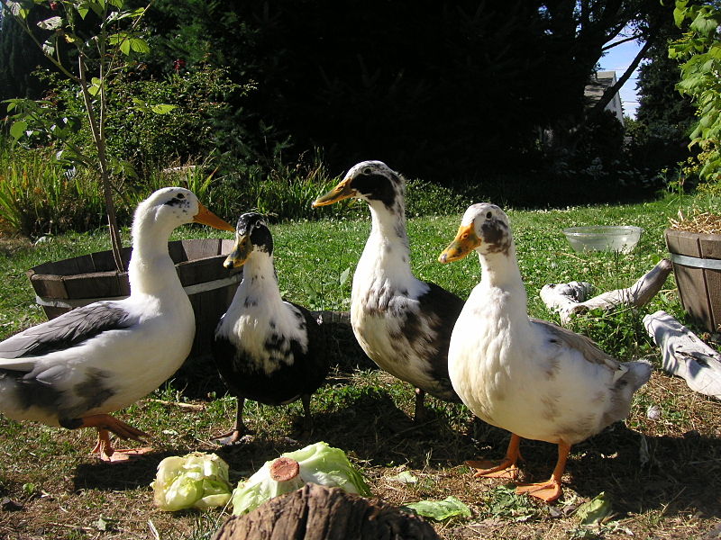 Breed Ducks on a Farm