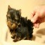 How to Breed a Teacup Yorkie