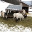 Goats in the Winter
