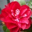 Camellias plant